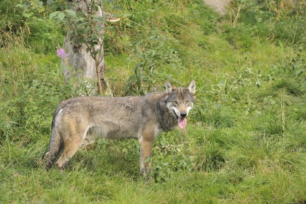 Wolf
