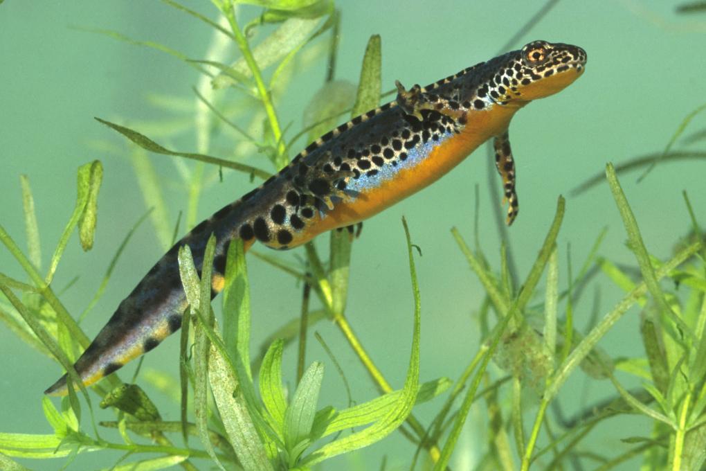Amfibie - Alpenwatersalamander - man - Hugo Willocx