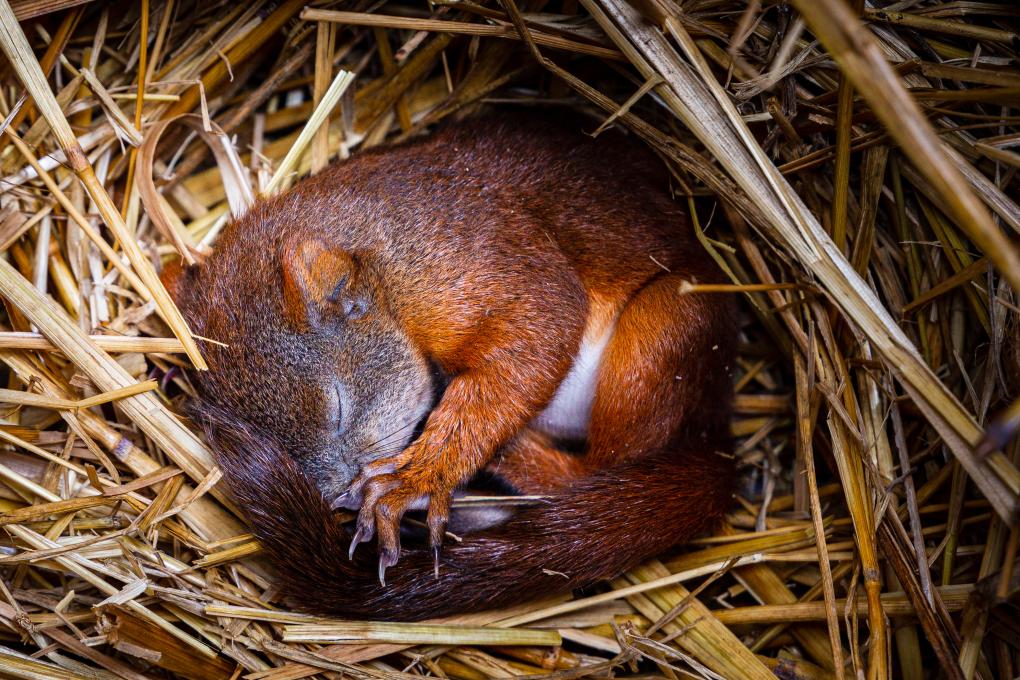 Eekhoorn - slaapt in nest - Shutterstock