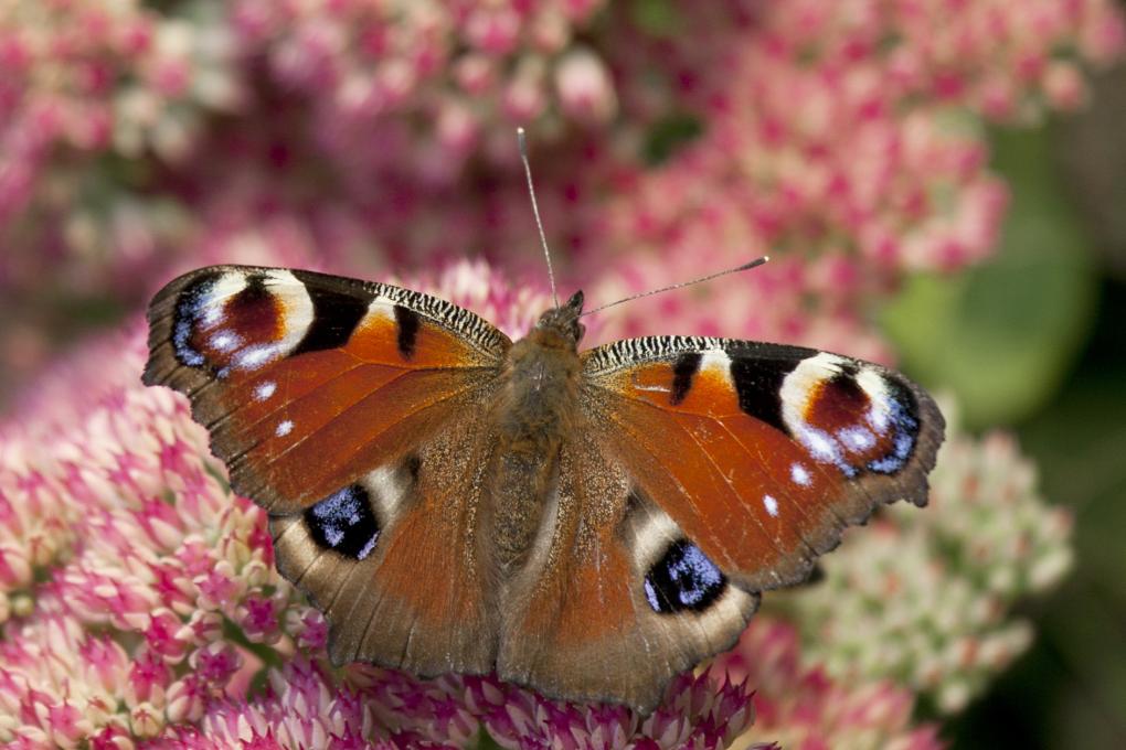 Tuin - Dagpauwoog - Nectar