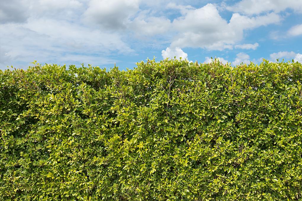 Tuin - Haag - Shutterstock
