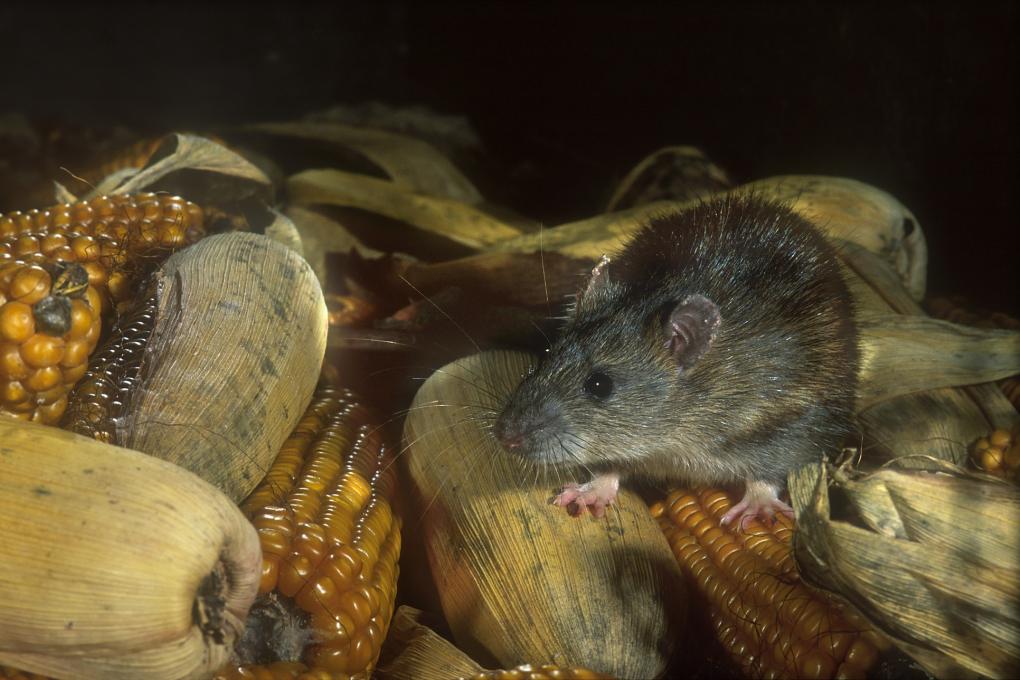 Bruine rat bij maïs - Hugo Willocx