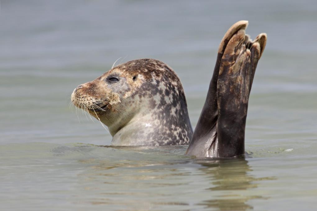 Gewone zeehond - Luc Meert