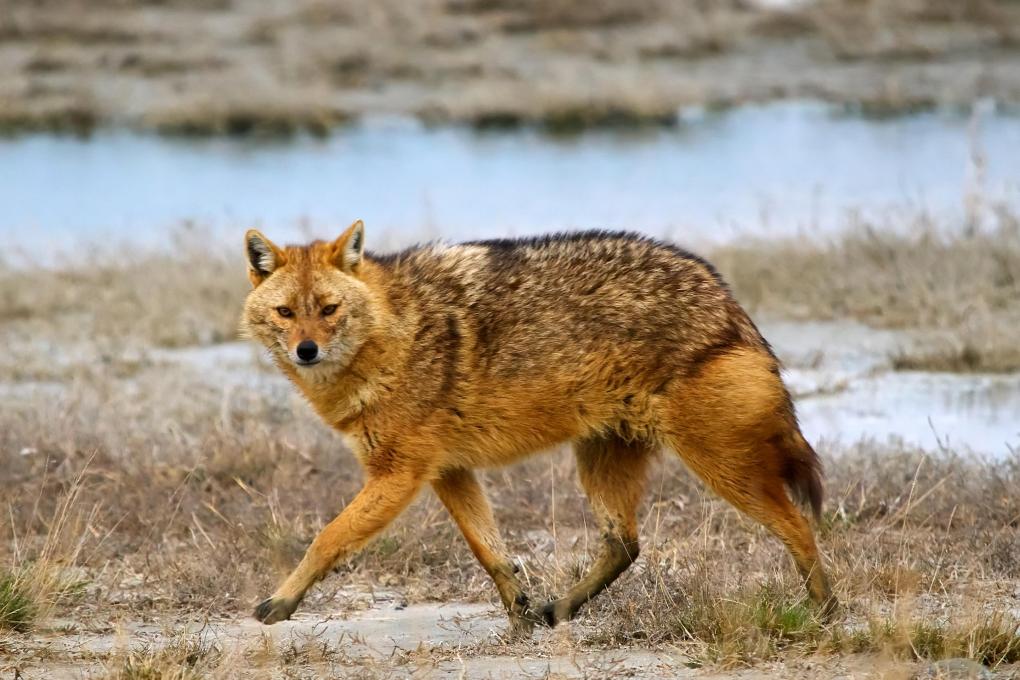 Goudjakhals - Shutterstock