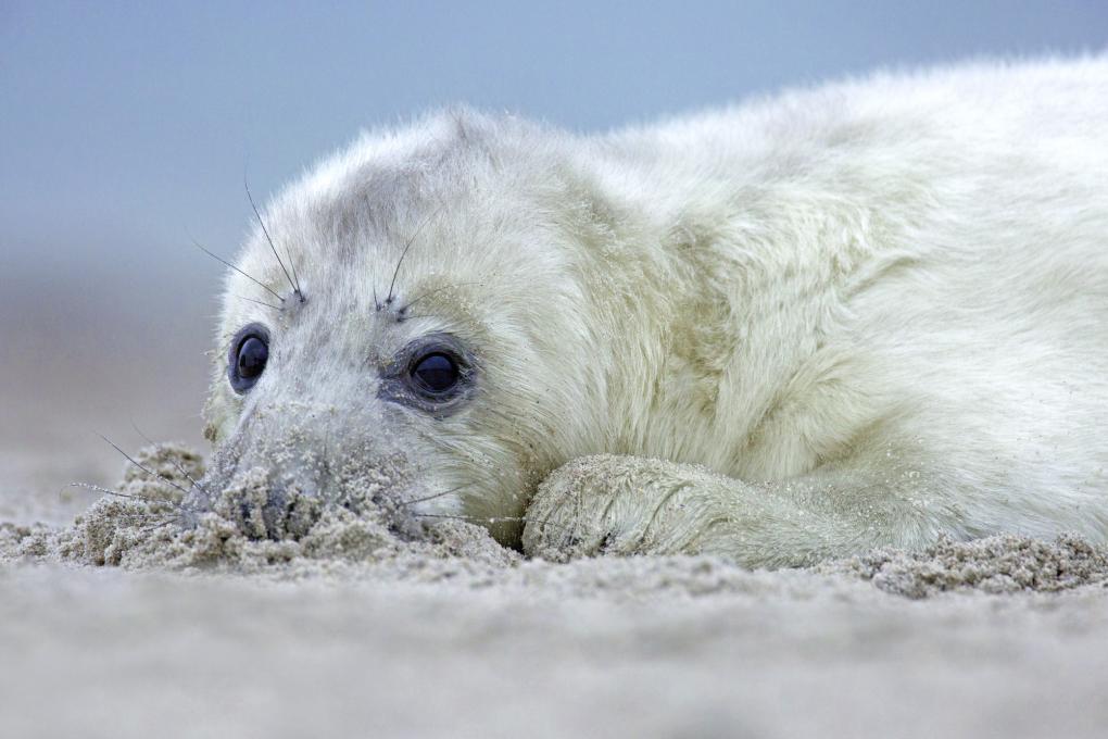 Grijze Zeehond - pup - Luc Meert