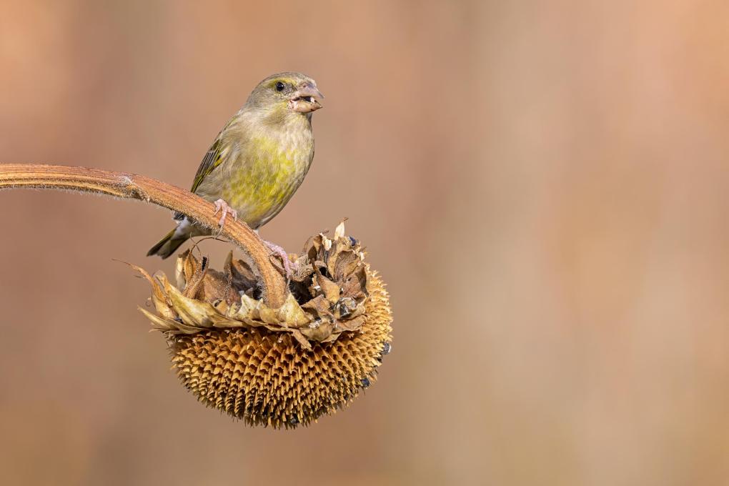 Groenling op zonnebloem - Shutterstock