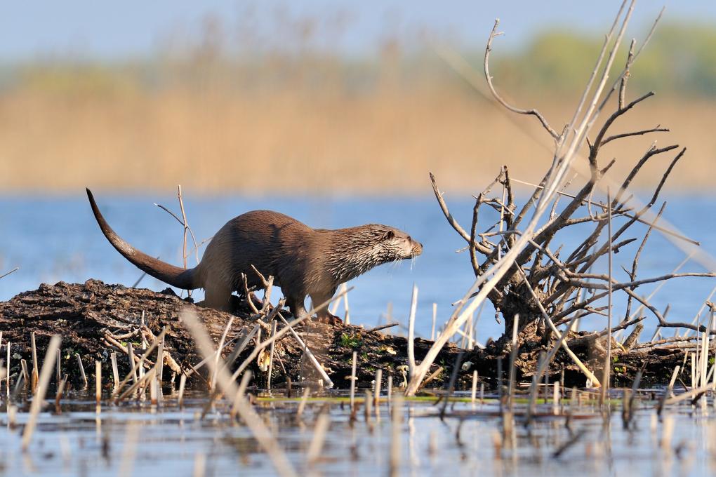 Otter - Shutterstock