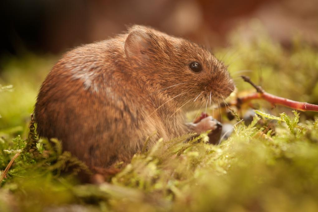 Rosse woelmuis - Wim Dirckx