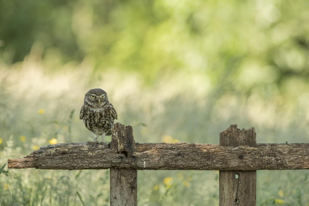 Steenuil op staketsel  - Shutterstock