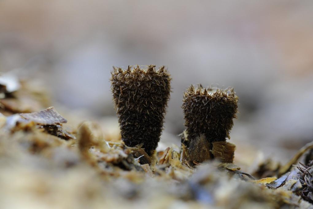 Gestreept nestzwammetje, Saxifraga-Luuk Vermeer