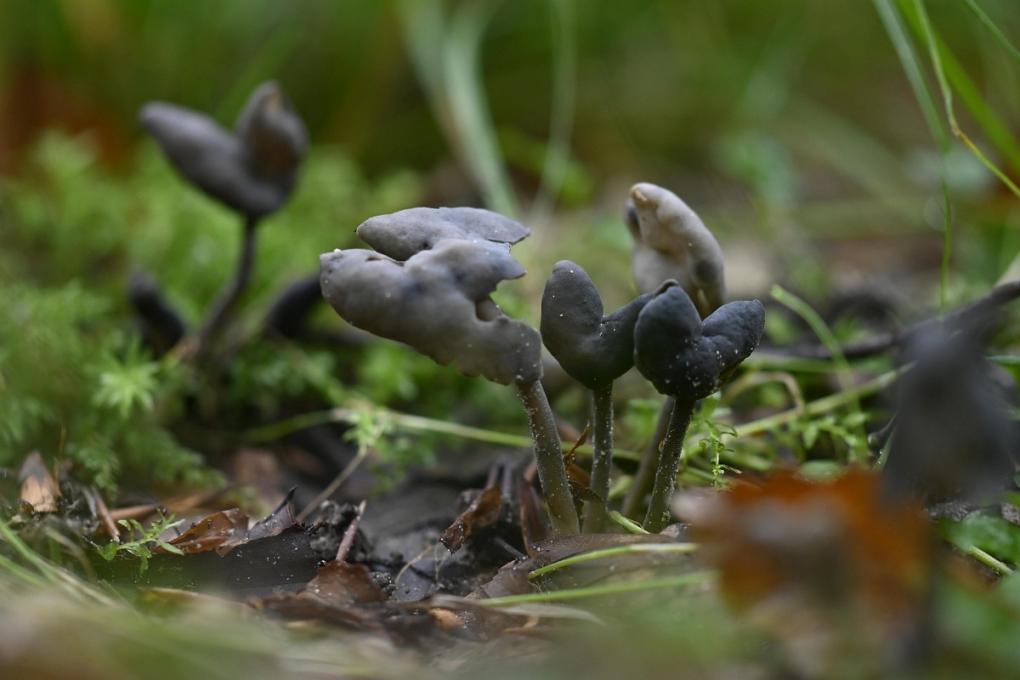 Zadelkluifzwam, Saxifraga-Luuk Vermeer