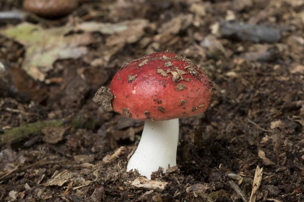 Braakrussula, Saxifraga-Willem van Kruijsbergen