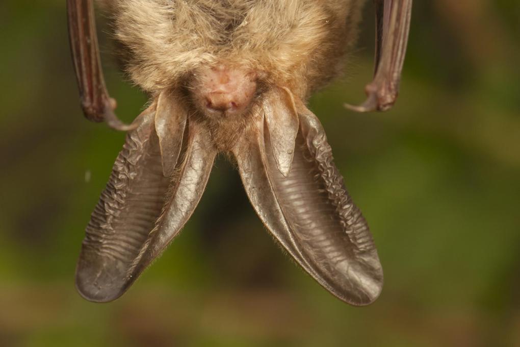 Gewone grootoorvleermuis - Shutterstock 