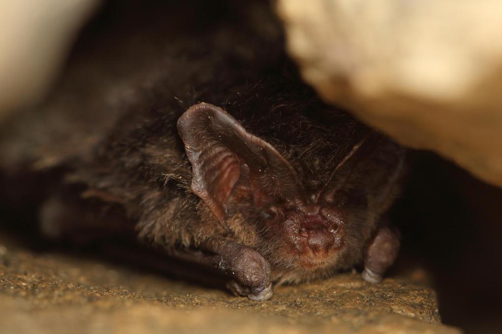 Mopsvleermuis - Shutterstock
