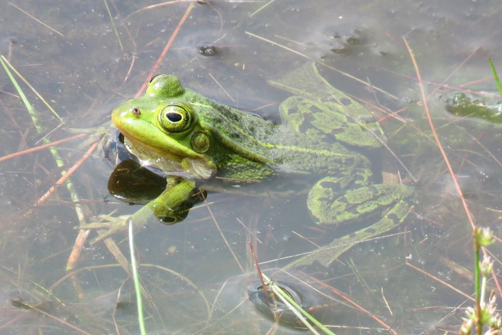 Poelkikker