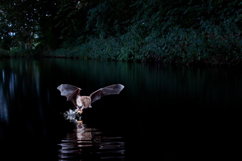 Watervleermuis - Shutterstock