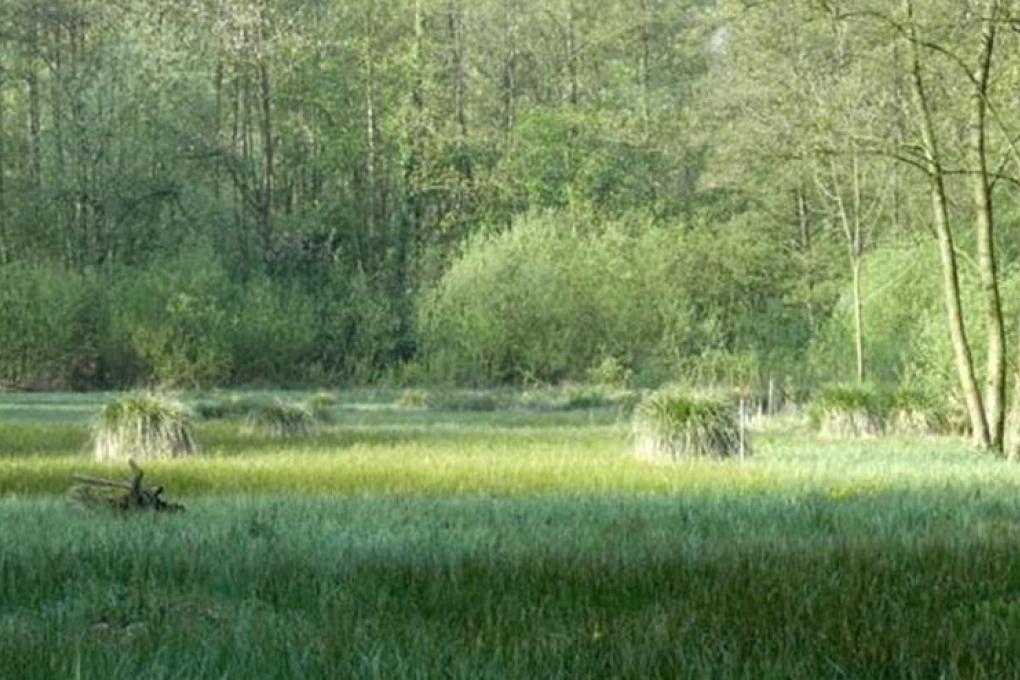 molenbeemden_orchis_vzw.