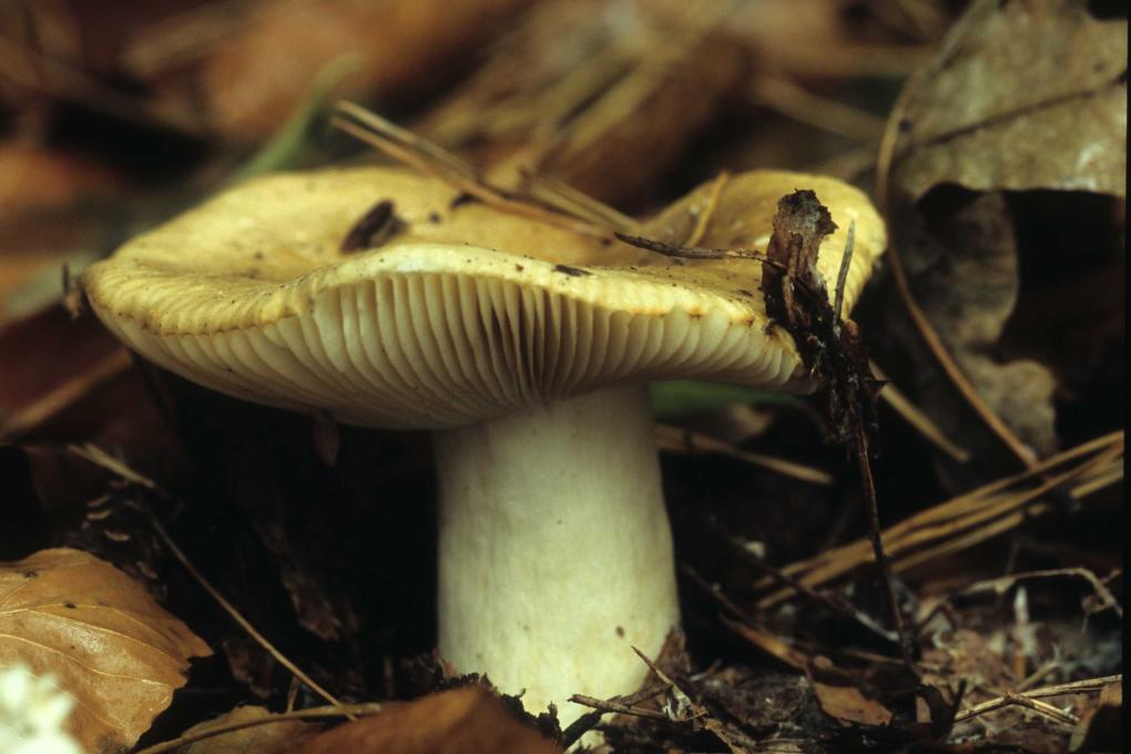 Geelwitte russula - Wouter Willems