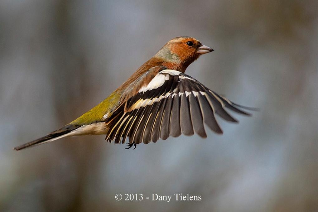 Vink - waarnemingen.be - Dany Tielens