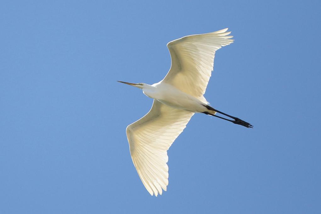 Grote zilverreiger - waarnemingen.be - Johan Buckens