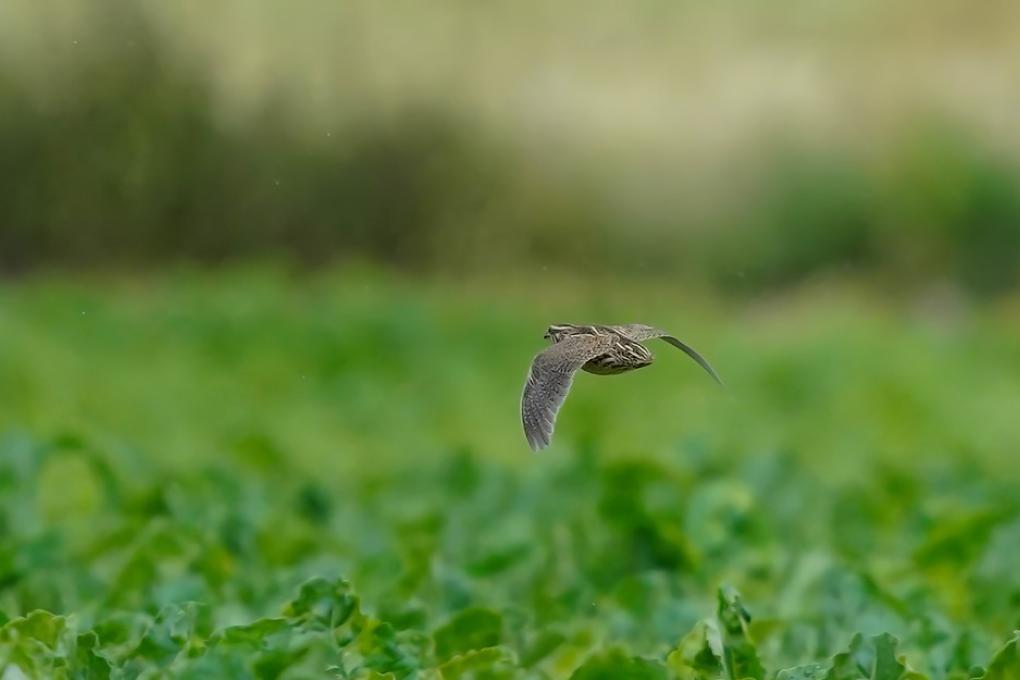 Kwartel - waarnemingen.be - Tibbout Van de Walle