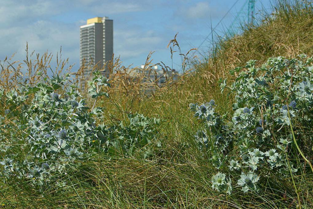 Blauwe Zeedistel