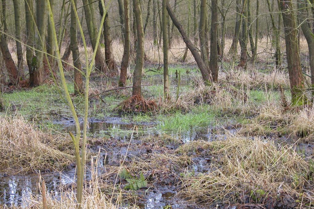 Grote Beek- Natte Driehoek