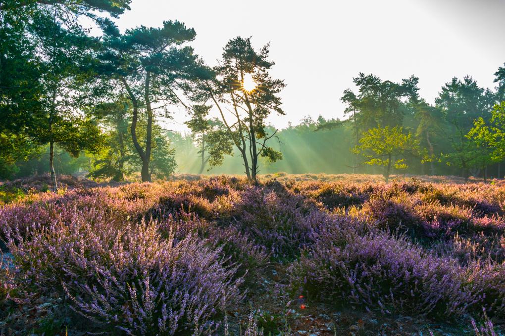 Heide in bloei
