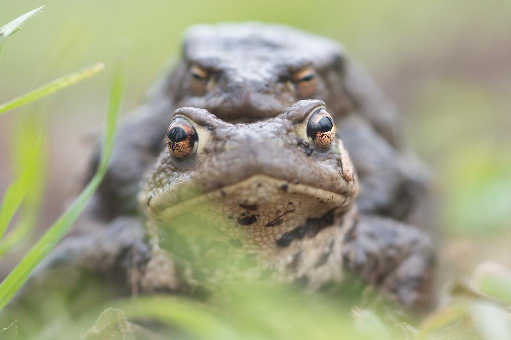 Gewone pad - amplexus