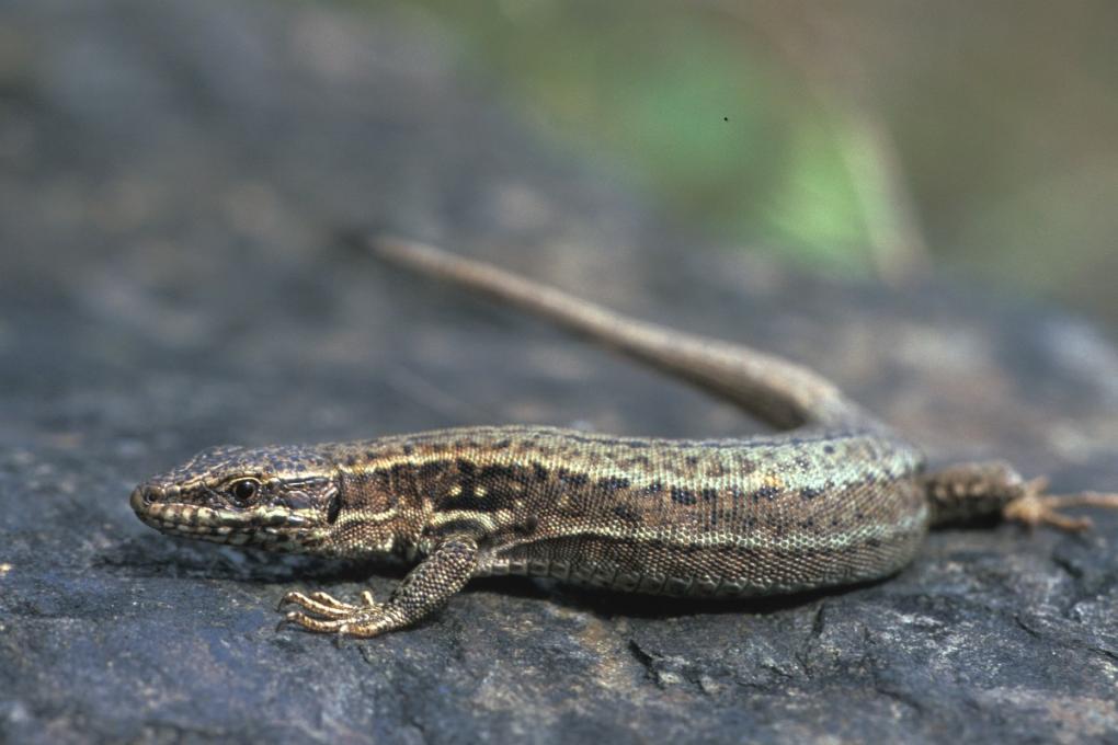 Muurhagedis 