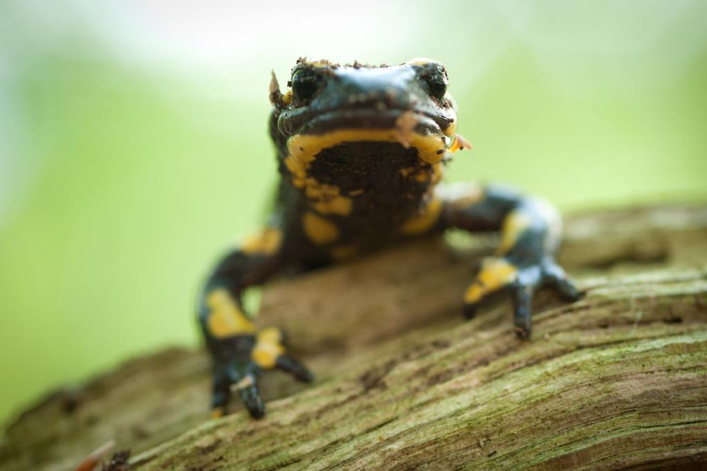 Vuursalamander - Wim Dirckx