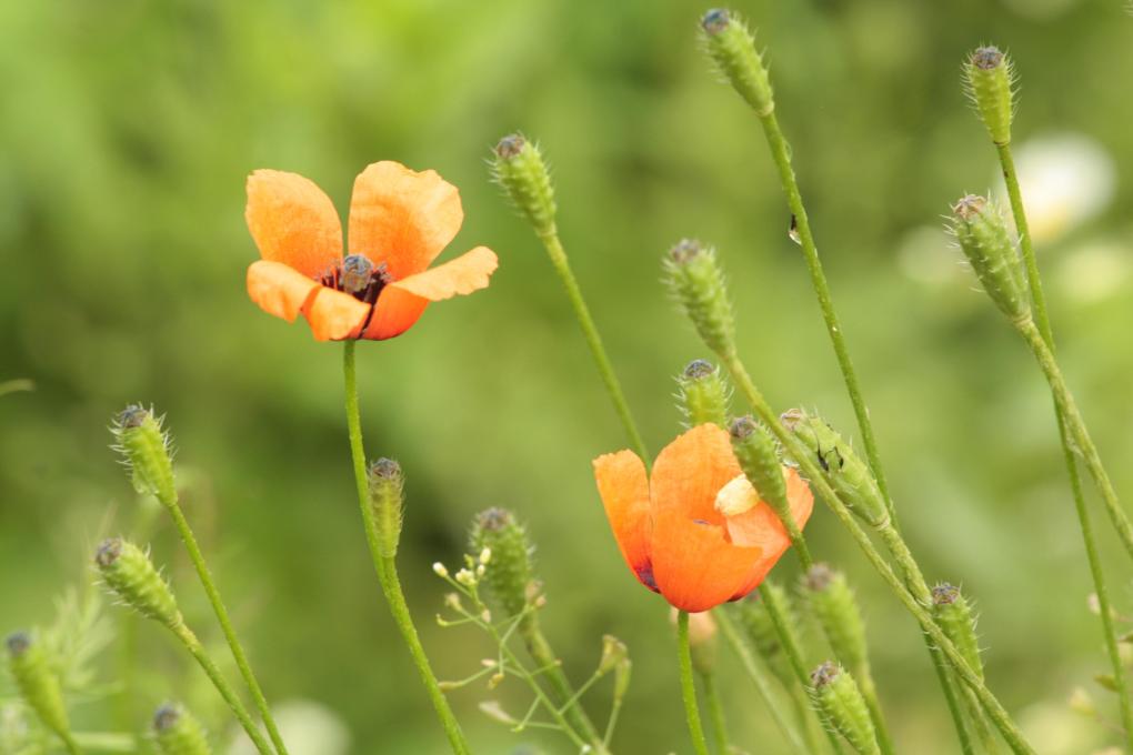 Ruige klaprooks_Shutterstock