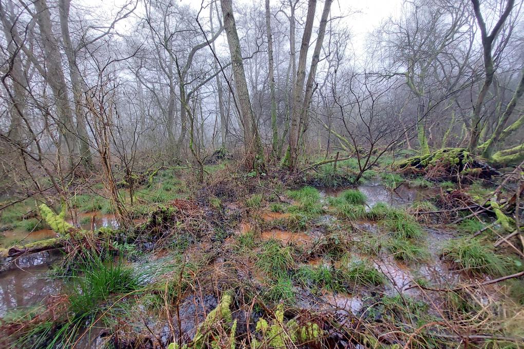Elzenbroekbos Vallei van de Grote Beek