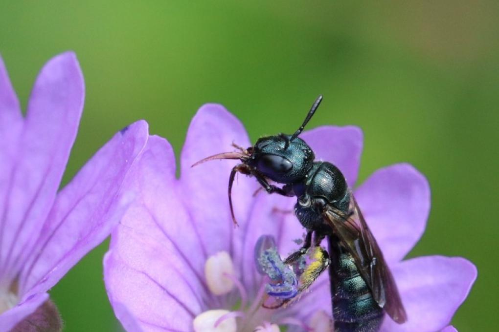 Bij - Blauwe ertsbij - waarnemingen - Lieven Decrick