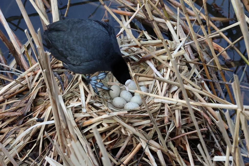 Meerkoet op nest