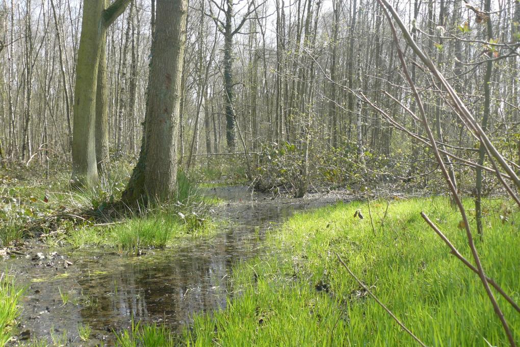 Waverwoud - Hondsbossen