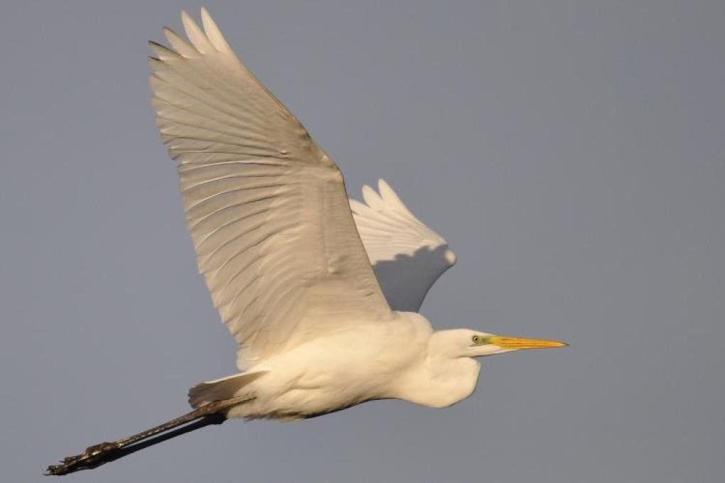 Grote zilverreiger