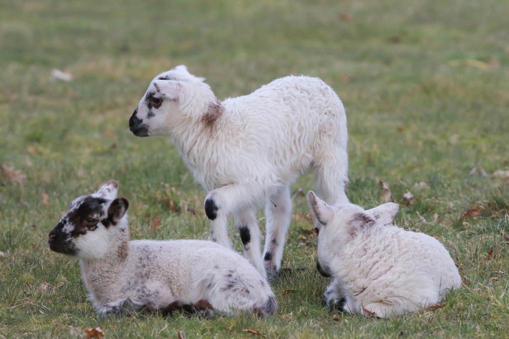 vorselaar schapen