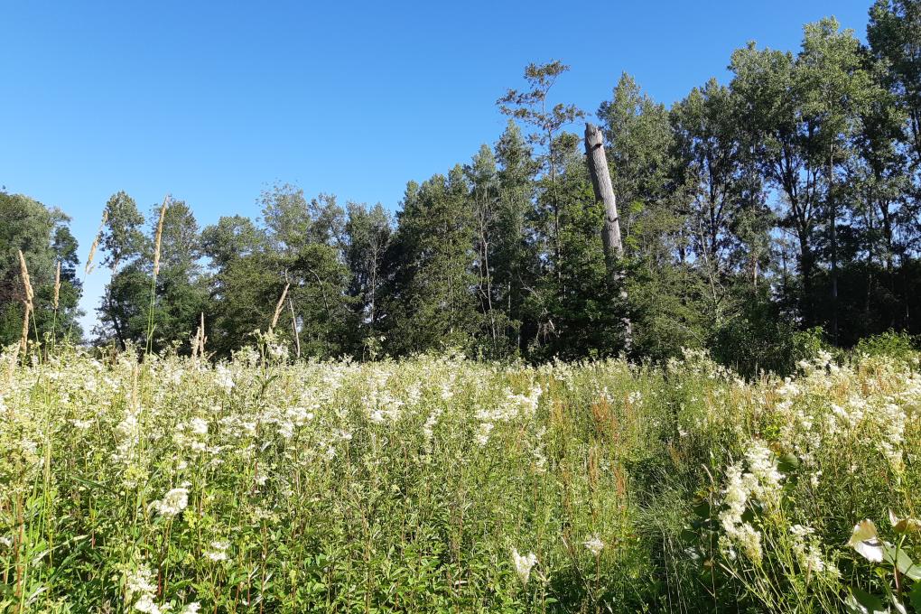 Moerasspirea en staand dood hout in de Geelstervallei