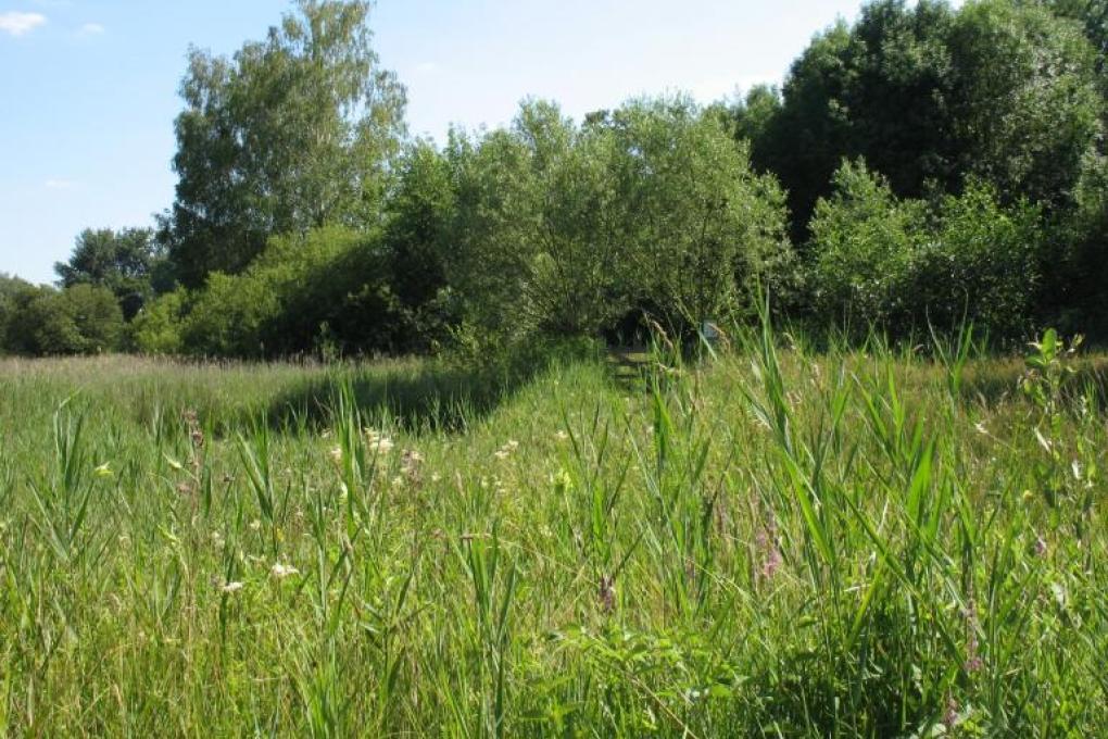 Torfbroek lentebeeld