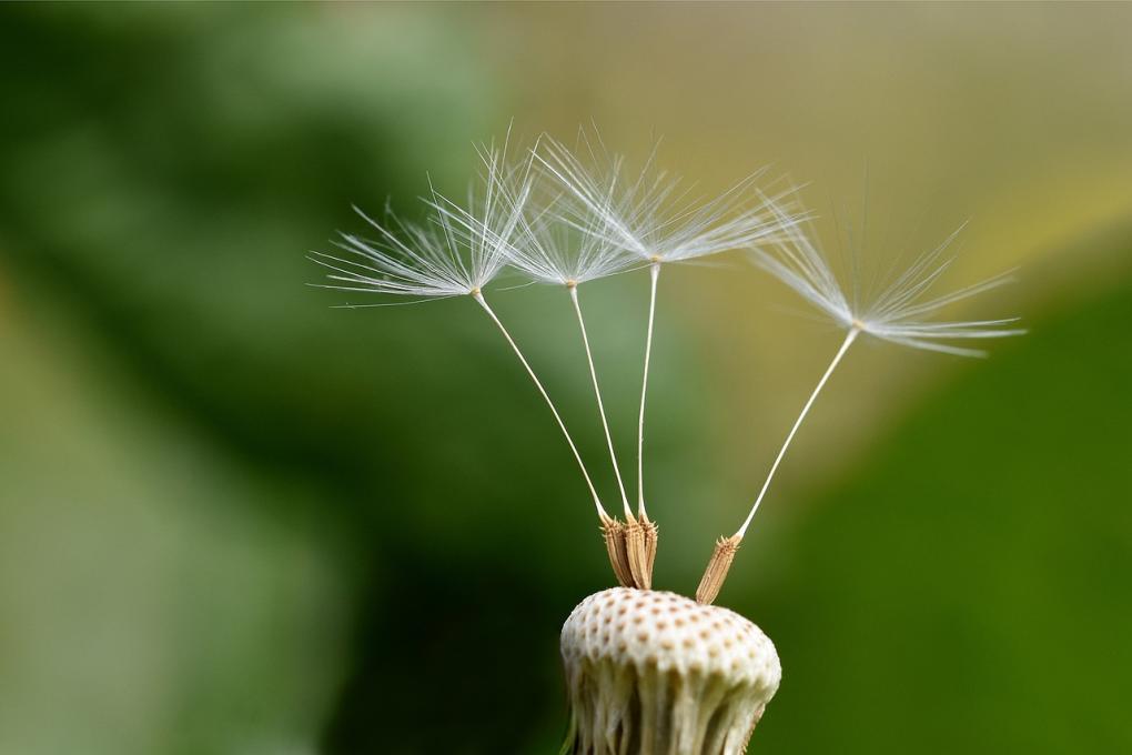 Zaadjes paardenbloem
