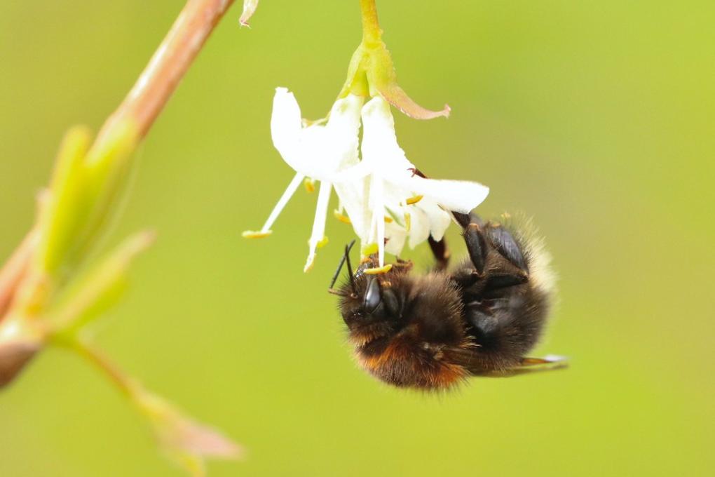 Boomhommel koningin