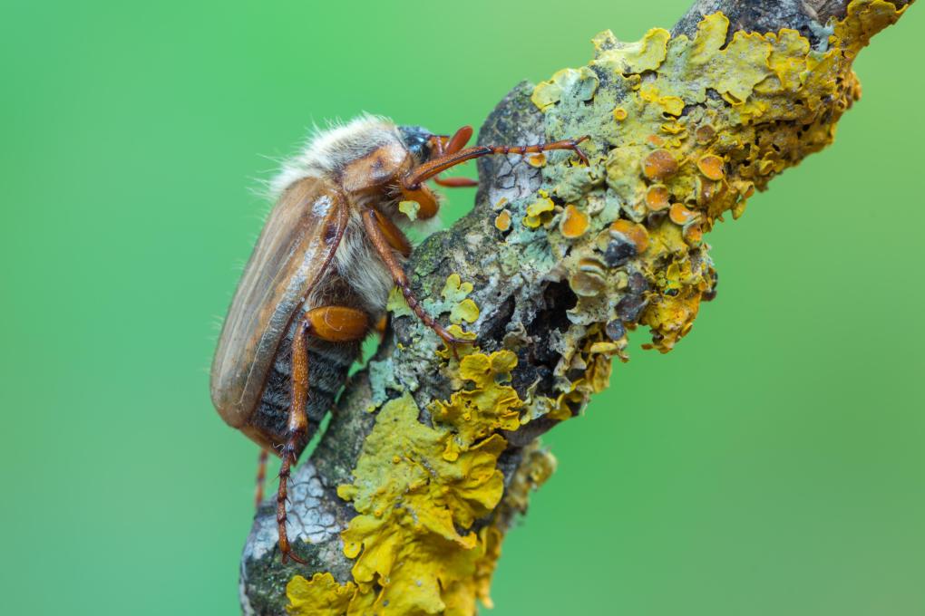 Junikever - Shutterstock