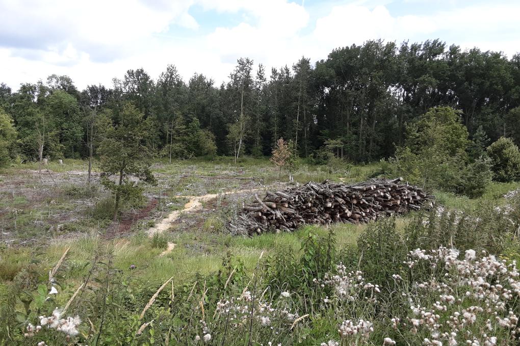 Eeckelenbos