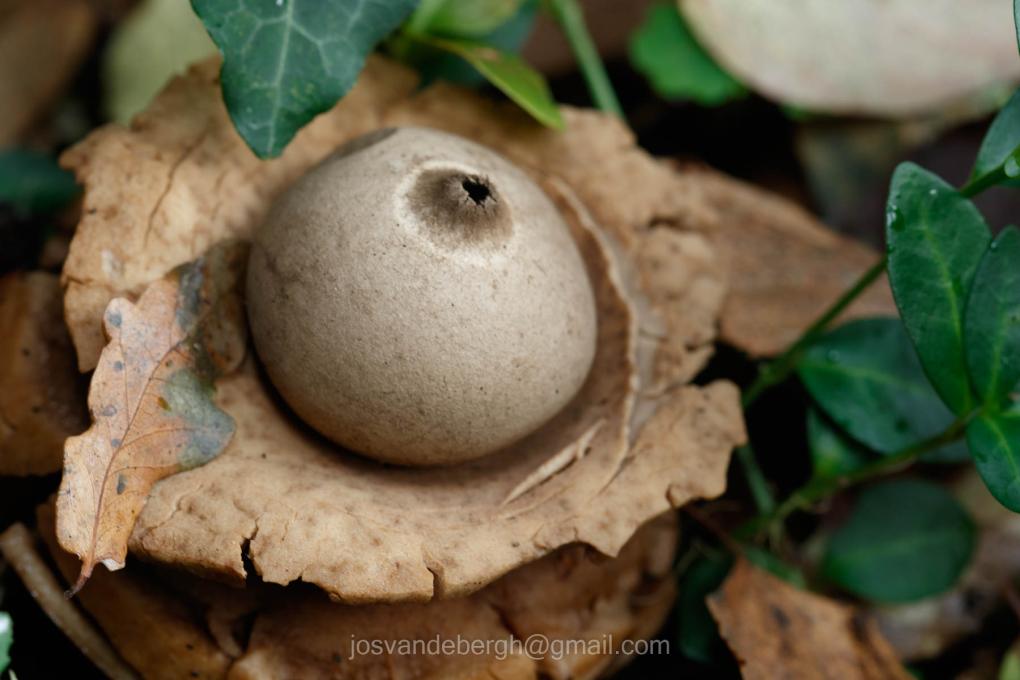 Geastrum triplex - Gekraagde aardster