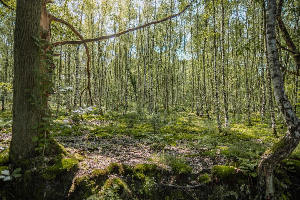 Munsterbos