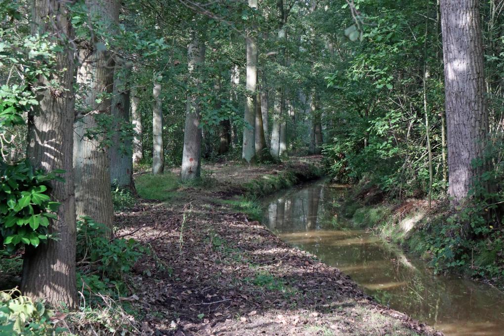 Beschutte wandelpaden door het grootste moerasgebied van Begijndijk