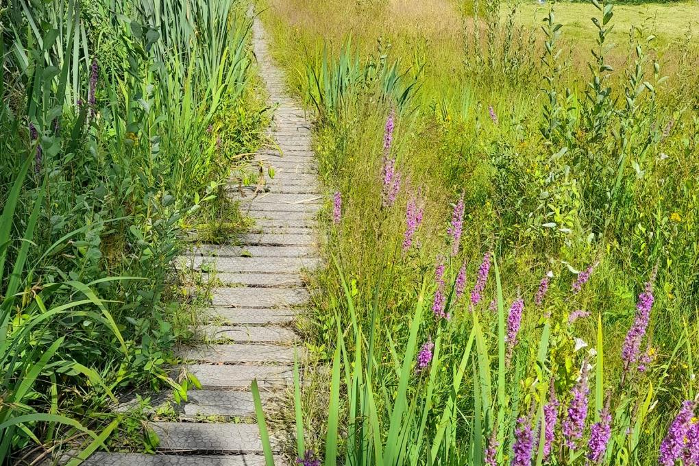 Knuppelpad doorheen het natte grasland van de Raam