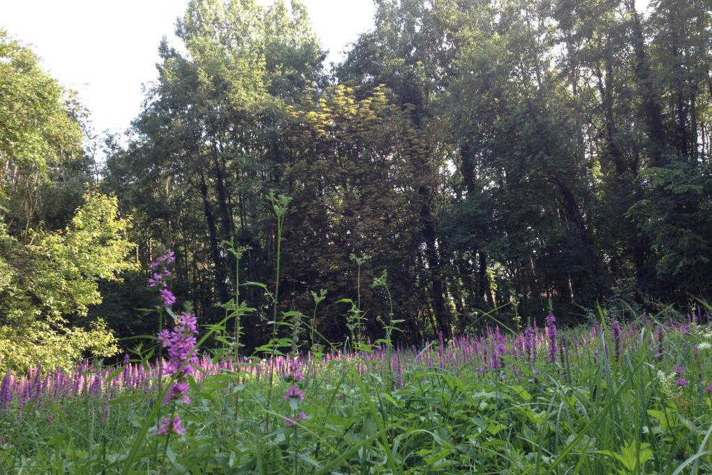 Het Congoveld in volle bloei.