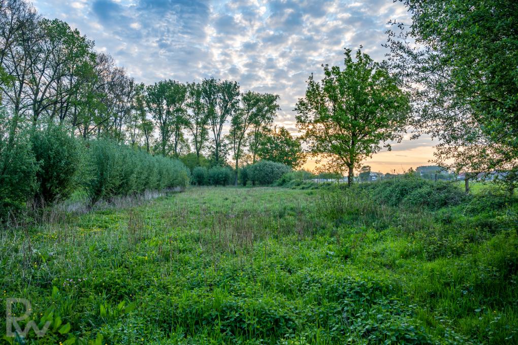 Ezelweide